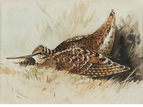 archibald thorburn woodcock resting A4 Photo Print