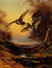 archibald thorburn woodcock roding at sunset A4 Photo Print
