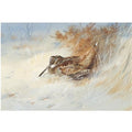 archibald thorburn woodcock sheltering in the snow A4 Photo Print