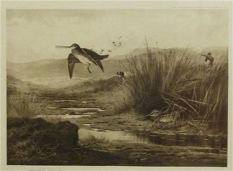 archibald thorburn woodcock shooting A4 Photo Print