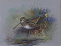 archibald thorburn woodcock with chicks A4 Photo Print