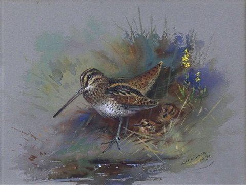 archibald thorburn woodcock with chicks A4 Photo Print