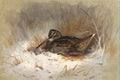 archibald thorburn woodcock A4 Photo Print