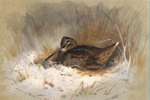 archibald thorburn woodcock A4 Photo Print