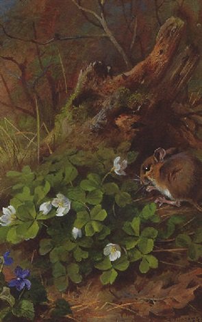 archibald thorburn woodmouse and wood sorrel A4 Photo Print