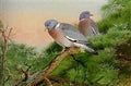 archibald thorburn woodpigeon A4 Photo Print