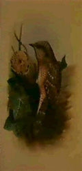 archibald thorburn wryneck A4 Photo Print