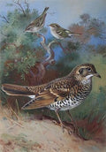 archibald thorburn yellow browed warbler pallas willow warbler whites thrush A4 Photo Print
