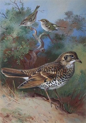 archibald thorburn yellow browed warbler pallas willow warbler whites thrush A4 Photo Print