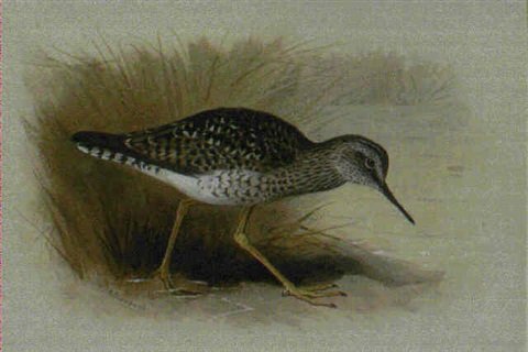 archibald thorburn yellow shanked sandpiper A4 Photo Print
