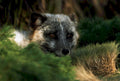 arctic fox portrait1980s 1990s A4 Photo Print