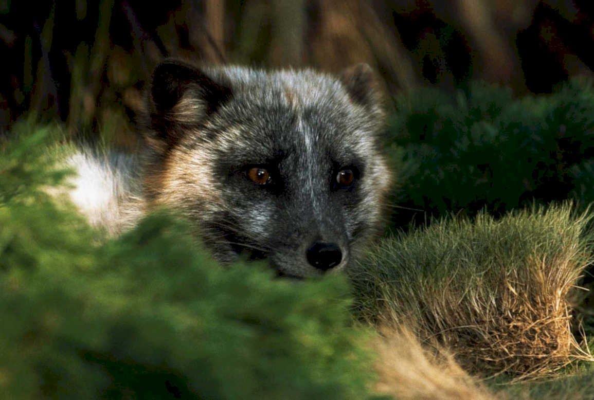 arctic fox portrait1980s 1990s A4 Photo Print