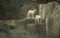 arctic wolves rocks 2 Vintage A4 Photo Print