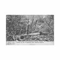 argentina chaco labrando una viga de quebracho ed r rosauer 1143 Vintage A4 Photo Print