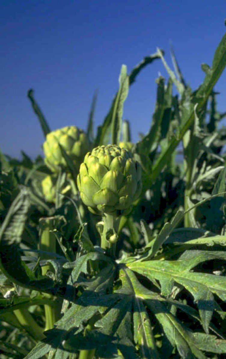 artichoke bloom flower 1980s 1990s A4 Photo Print