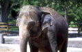 asian elephant muddy Vintage A4 Photo Print