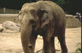 asian elephant zoo 1 Vintage A4 Photo Print