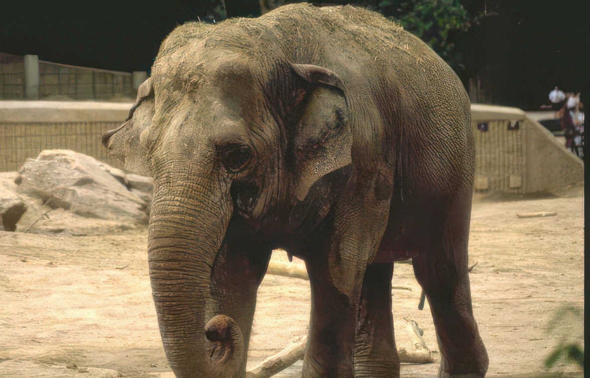 asian elephant zoo 1 Vintage A4 Photo Print