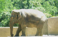 asian elephant zoo 2 Vintage A4 Photo Print