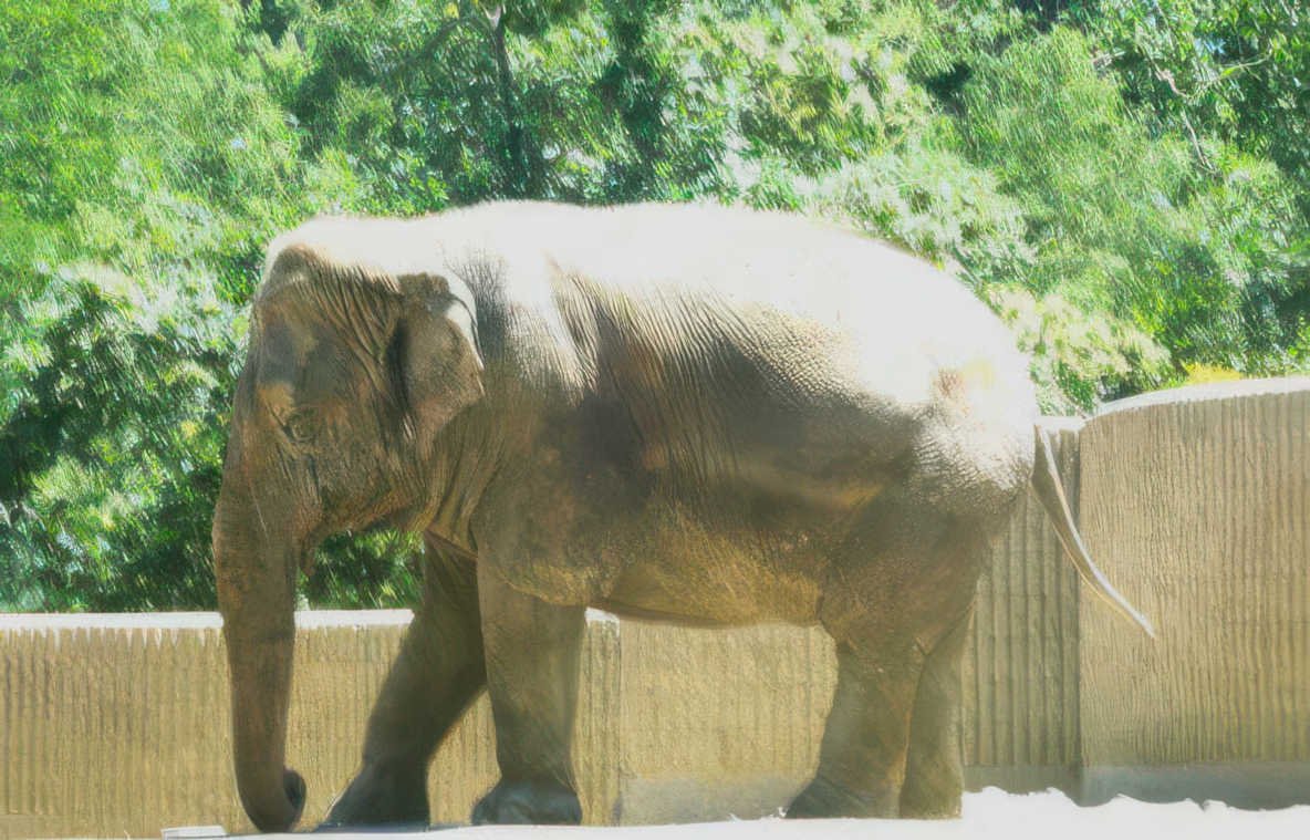 asian elephant zoo 2 Vintage A4 Photo Print