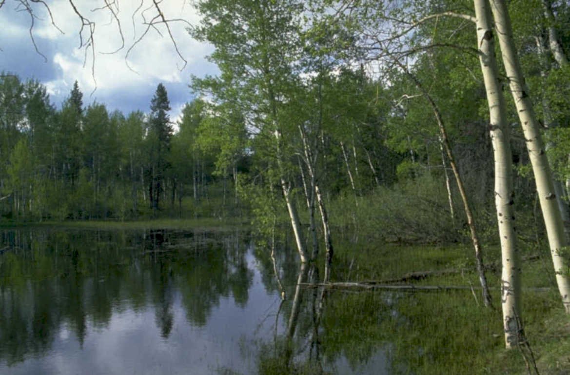 aspen grove reflection 1980s 1990s A4 Photo Print