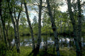 aspen grove wetland 1980s 1990s A4 Photo Print