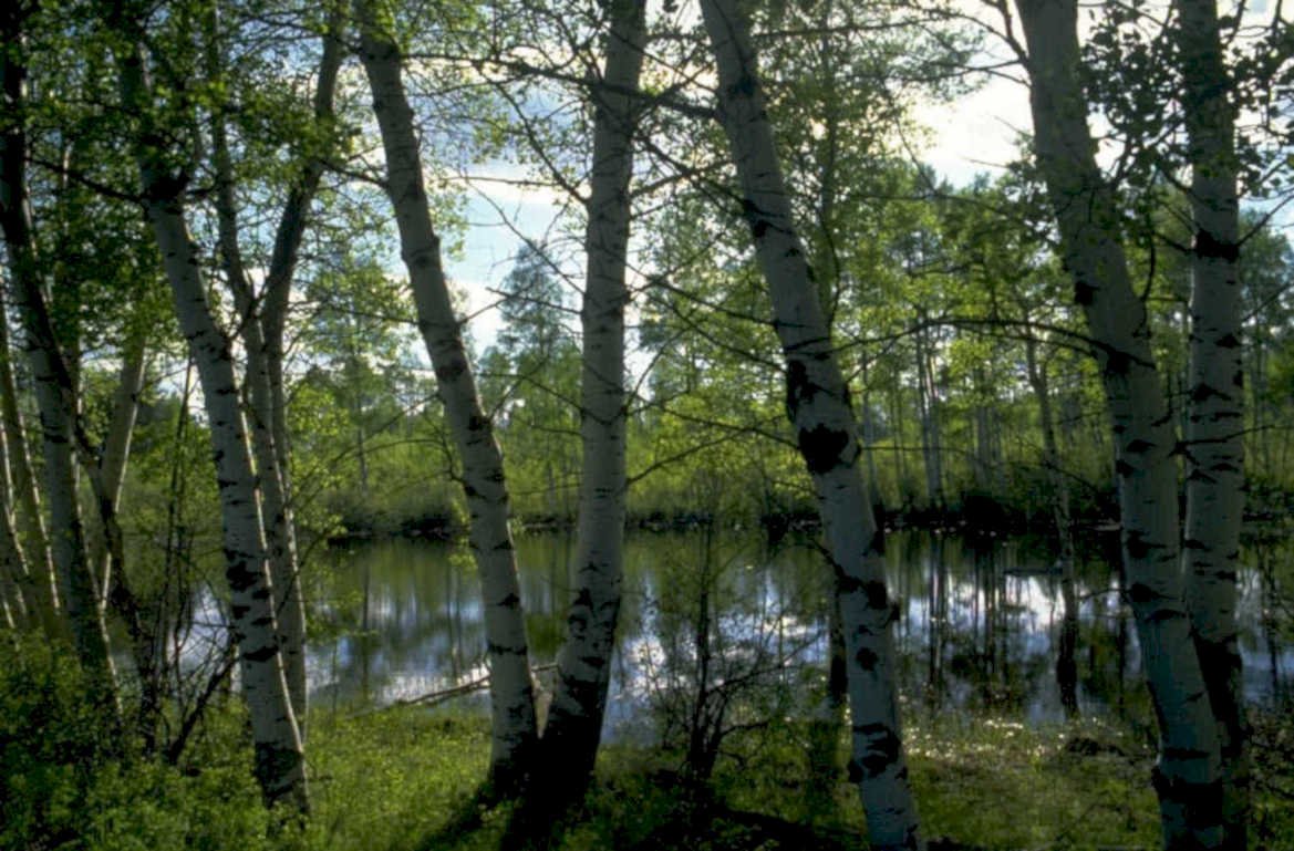 aspen grove wetland 1980s 1990s A4 Photo Print