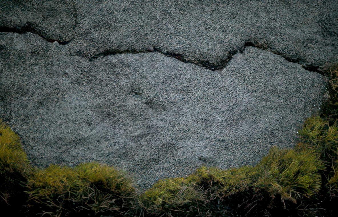 asphalt crack moss Vintage A4 Photo Print