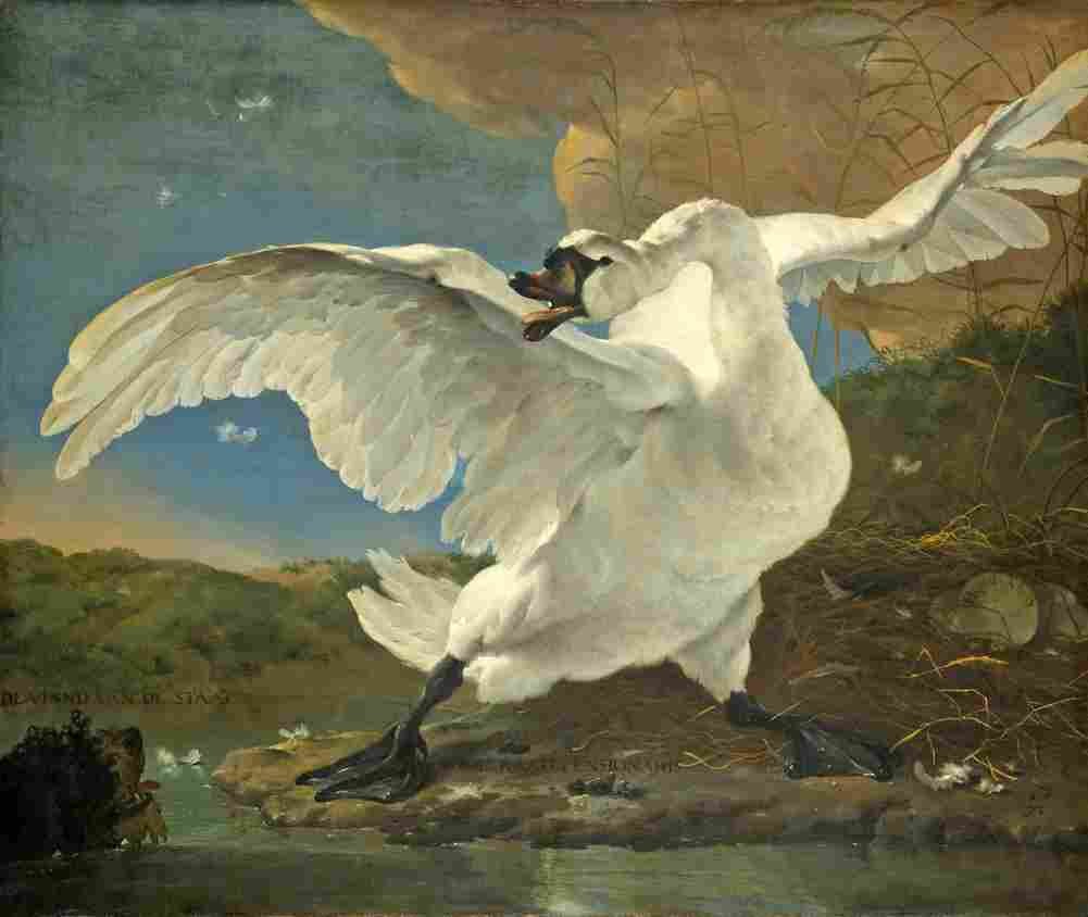 asselyn the threatened swan Art A4 Photo Print