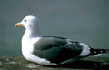 atlantic gull pier Vintage A4 Photo Print