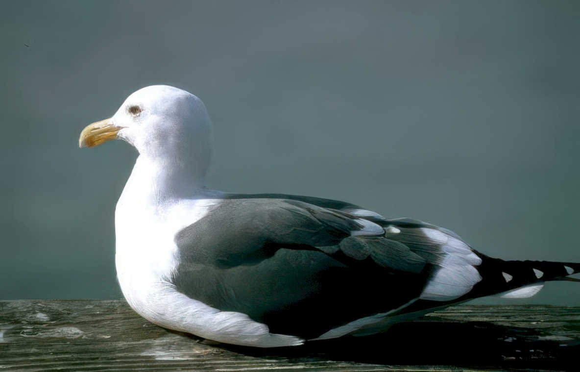 atlantic gull pier Vintage A4 Photo Print