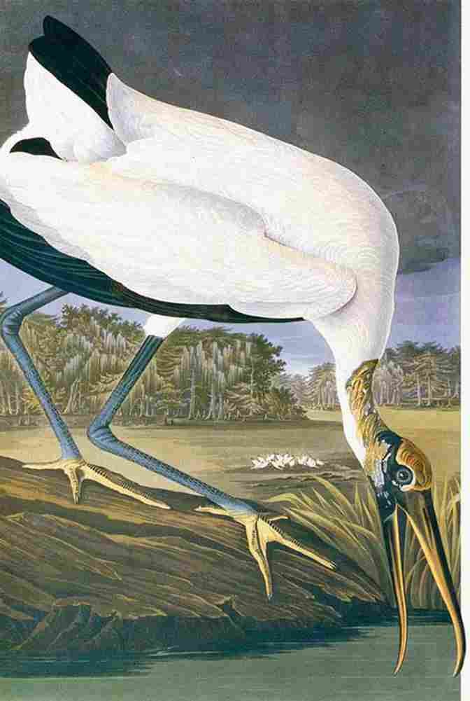 aud American Stork Art A4 Photo Print