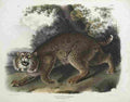 aud American Wildcat Art A4 Photo Print