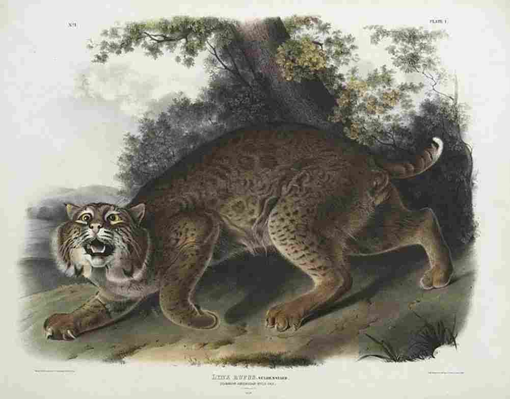 aud American Wildcat Art A4 Photo Print