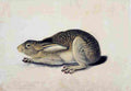 aud Black Tailed Hare Art A4 Photo Print
