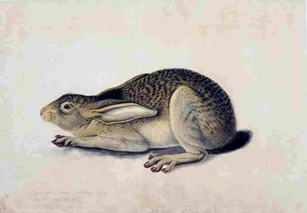 aud Black Tailed Hare Art A4 Photo Print