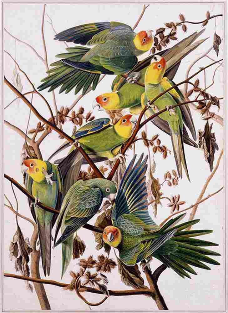aud Carolina Parakeets Art A4 Photo Print