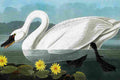 aud Cygnus Columbianus Art A4 Photo Print