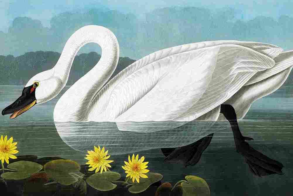 aud Cygnus Columbianus Art A4 Photo Print
