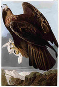 aud Goldon Eagle Art A4 Photo Print