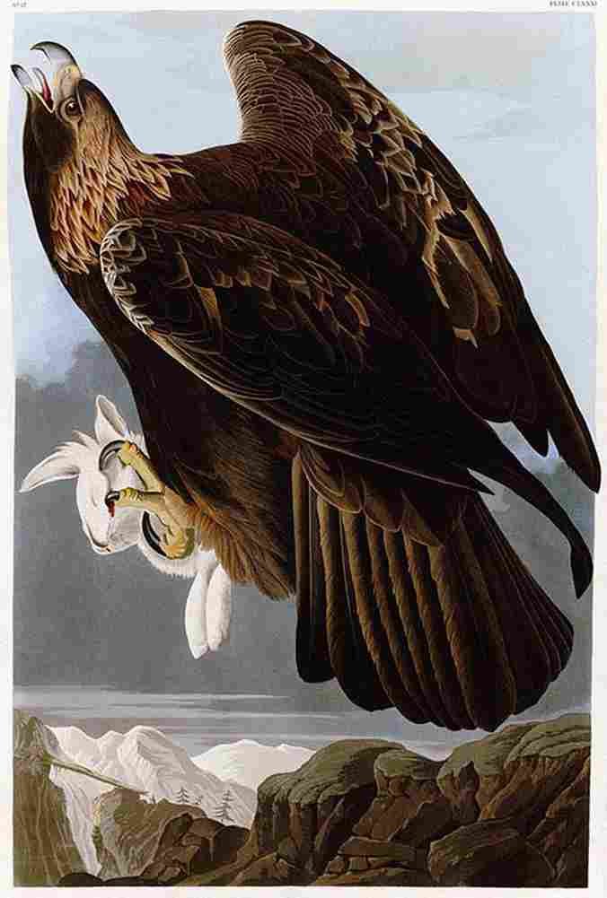 aud Goldon Eagle Art A4 Photo Print