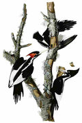 aud Ivory billed Woodpecker Art A4 Photo Print