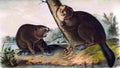 aud North American Beaver Art A4 Photo Print