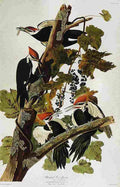 aud Pileated Woodpecker Art A4 Photo Print