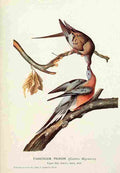 aud The Passenger Pigeon Art A4 Photo Print