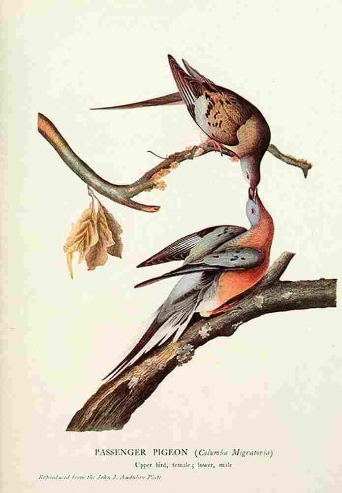 aud The Passenger Pigeon Art A4 Photo Print