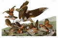 aud Virginian Partridge Attacked by a Red shouldered Hawk Art A4 Photo Print