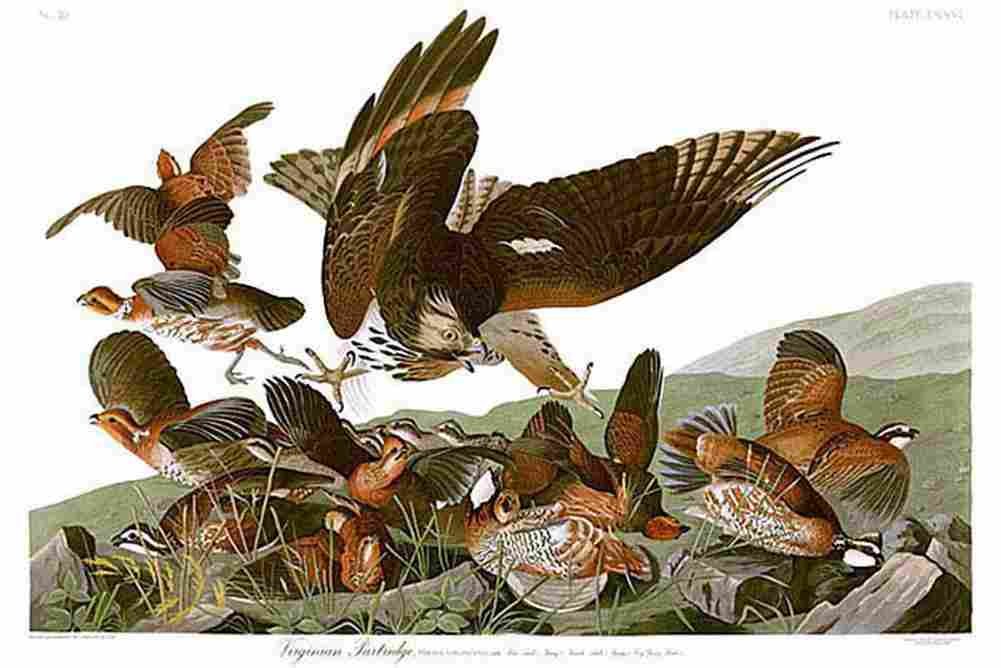 aud Virginian Partridge Attacked by a Red shouldered Hawk Art A4 Photo Print
