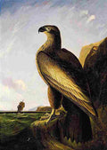 aud Washington Sea Eagle Art A4 Photo Print