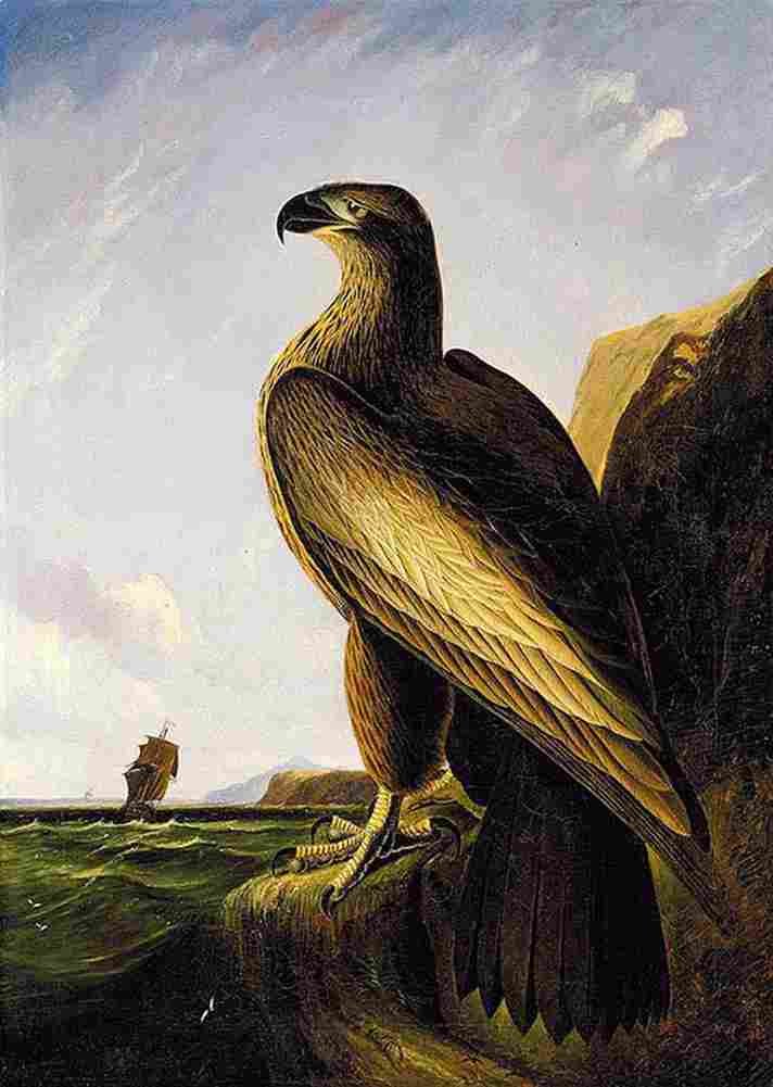 aud Washington Sea Eagle Art A4 Photo Print